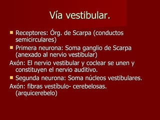 Vía vestibular. Receptores: Órg. de Scarpa (conductos semicirculares) Primera neurona: Soma ganglio de Scarpa (anexado al nervio vestibular) Axón: El nervio vestibular y coclear se unen y constituyen el nervio auditivo.  Segunda neurona: Soma núcleos vestibulares. Axón: fibras vestíbulo- cerebelosas. (arquicerebelo) 