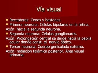 Vía visual Receptores: Conos y bastones. Primera neurona: Células bipolares en la retina. Axón: hacia la segunda neurona. Segunda neurona: Células ganglionares. Axón: Prolongación central se dirige hacia la papila ocular donde const. el  nervio óptico. Tercer neurona: Cuerpo geniculado externo. Axón: radiación talámica posterior. Área visual primaria. 