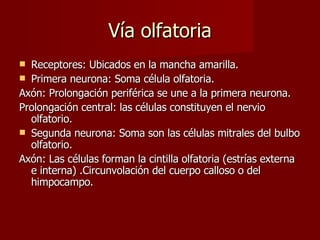 Vía olfatoria Receptores: Ubicados en la mancha amarilla. Primera neurona: Soma célula olfatoria. Axón: Prolongación periférica se une a la primera neurona. Prolongación central: las células constituyen el nervio olfatorio. Segunda neurona: Soma son las células mitrales del bulbo olfatorio. Axón: Las células forman la cintilla olfatoria (estrías externa e interna) .Circunvolación del cuerpo calloso o del himpocampo.  