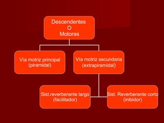 Descendentes  O Motoras Vía motriz principal (piramidal) Vía motriz secundaria (extrapiramidal ) Sist.reverberante largo (facilitador) Sist. Reverberante corto (inibidor) 