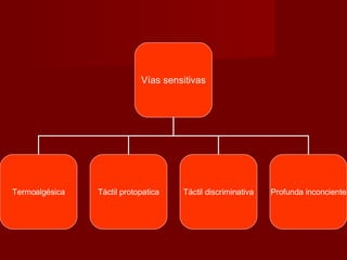Vías sensitivas Termoalgésica Táctil protopatica Táctil discriminativa Profunda inconciente 