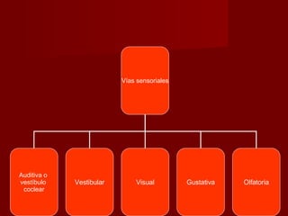 Vías sensoriales Auditiva o  vestíbulo  coclear Vestibular Visual Gustativa Olfatoria 