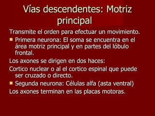 Vías descendentes: Motriz principal  Transmite el orden para efectuar un movimiento. Primera neurona: El soma se encuentra en el área motriz principal y en partes del lóbulo frontal. Los axones se dirigen en dos haces: Cortico nuclear o al el cortico espinal que puede ser cruzado o directo. Segunda neurona: Células alfa (asta ventral) Los axones terminan en las placas motoras.  