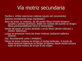 Vía motriz secundaria Facilita o  inhibe reacciones motoras (ajuste del movimiento) Sistema reverberante largo (facilitador): Nace de áreas no motoras, de allí parten fibras (fronto-temporo-occipito y parieto-ponticas), desde los núcleos del puente se dirigen fibras pontocerebelosas hacia el neocerebelo. Desde allí pasan al núcleo dentado y envía fibras (dento-rubricas) y (dento- talamicas). Luego se proyectan hacia las áreas motoras (radiación talámica anterior. Sist. Reverberante corto ( inhibidor): Fibras de áreas motoras se dirigen al núcleo lenticular. A través de fibras lenticulo-talamicas se dirigen al tálamo, desde donde actuara sobre el área motora de la que le dio orígen. 