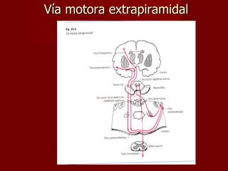 Vía motora extrapiramidal 