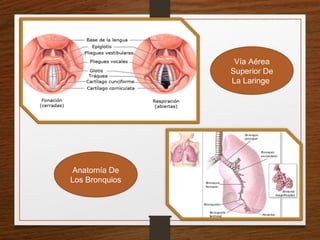 Vía Aérea
Superior De
La Laringe
Anatomía De
Los Bronquios
 