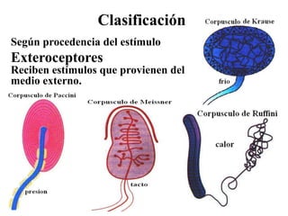Clasificación
Según procedencia del estímulo
Exteroceptores
Reciben estímulos que provienen del
medio externo.
 