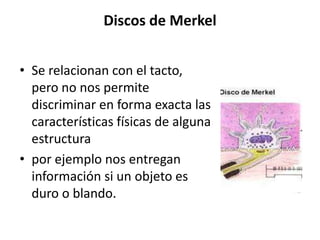Discos de Merkel
• Se relacionan con el tacto,
pero no nos permite
discriminar en forma exacta las
características físicas de alguna
estructura
• por ejemplo nos entregan
información si un objeto es
duro o blando.
 