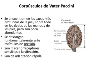 Corpúsculos de Vater Paccini
• Se encuentran en las capas más
profundas de la piel, sobre todo
en los dedos de las manos y de
los pies, pero son poco
abundantes.
• Se descargan
fundamentalmente ante
estímulos de presión.
• Son mecanorreceptores
sensibles a la vibración.
• Son de adaptación rápida.
 