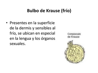 Bulbo de Krause (frío)
• Presentes en la superficie
de la dermis y sensibles al
frío, se ubican en especial
en la lengua y los órganos
sexuales.
 
