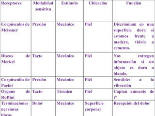 Receptores Modalidad
sensitiva
Estímulo Ubicación Función
Corpúsculos de
Meissner
Presión Mecánico Piel Discriminan en una
superficie dura si
estamos frente a
madera, vidrio o
cemento.
Discos de
Merkel
Tacto Mecánico Piel Nos entregan
información si un
objeto es duro o
blando.
Corpúsculos de
Pacini
Presión Mecánico Piel Sensibles a la
vibración
Órgano de
Ruffini
Tacto Térmico Piel Captan aumento de
t°
Terminaciones
nerviosas
Dolor Mecánico Superficie
corporal
Recepción del dolor
 