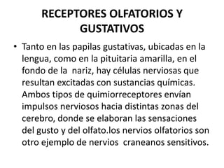 RECEPTORES OLFATORIOS Y
GUSTATIVOS
• Tanto en las papilas gustativas, ubicadas en la
lengua, como en la pituitaria amarilla, en el
fondo de la nariz, hay células nerviosas que
resultan excitadas con sustancias químicas.
Ambos tipos de quimiorreceptores envían
impulsos nerviosos hacia distintas zonas del
cerebro, donde se elaboran las sensaciones
del gusto y del olfato.los nervios olfatorios son
otro ejemplo de nervios craneanos sensitivos.
 