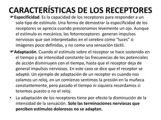 CARACTERÍSTICAS DE LOS RECEPTORES
Especificidad. Es la capacidad de los receptores para responder a un
solo tipo de estímulo. Una forma de demostrar la especificidad de los
receptores se aprecia cuando presionamos levemente un ojo. Aunque
el estímulo es mecánico, los fotorreceptores generan impulsos
nerviosos que son interpretados en el cerebro como “luces” o
imágenes poco definidas, y no como una sensación táctil.
Adaptación. Cuando el estímulo sobre el receptor se hace sostenido en
el tiempo y de intensidad constante las frecuencias de los potenciales
de acción disminuyen con el tiempo, hasta que el receptor deja de
general impulsos nerviosos. En este caso se dice que el receptor se
adaptó. Un ejemplo de adaptación de un receptor es cuando nos
colamos un reloj, en un comienzo sentimos la presión en la muñeca
constantemente, pero pasado el tiempo ni siquiera recordamos si
tenemos puesto o no el reloj.
• La adaptación de los receptores tiene por efecto la disminución de la
intensidad de la sensación. Solo las terminaciones nerviosas que
perciben estímulos dolorosos no se adaptan.
 