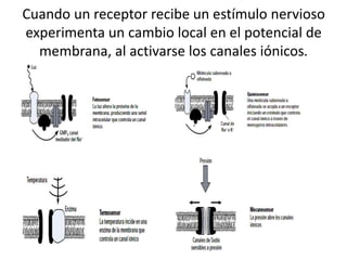 Cuando un receptor recibe un estímulo nervioso
experimenta un cambio local en el potencial de
membrana, al activarse los canales iónicos.
 