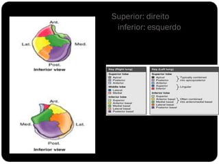 Superior: direito
 inferior: esquerdo
 