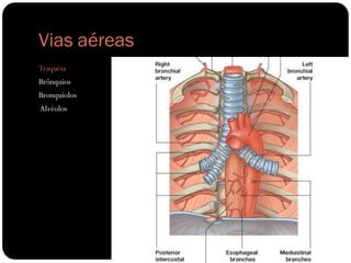 Vias aéreas
Traquéia
Brônquios
Bronquíolos
Alvéolos
 