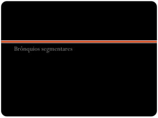 Brônquios segmentares
 