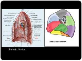 Pulmão direito
 