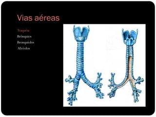 Vias aéreas
Traquéia
Brônquios
Bronquíolos
Alvéolos
 