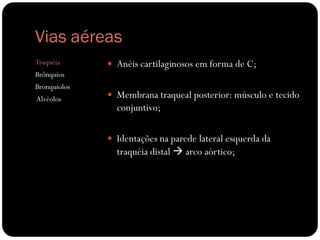 Vias aéreas
Traquéia
Brônquios
Bronquíolos
Alvéolos
 Anéis cartilaginosos em forma de C;
 Membrana traqueal posterior: músculo e tecido
conjuntivo;
 Identações na parede lateral esquerda da
traquéia distal  arco aórtico;
 
