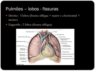 Pulmões – lobos - fissuras
 Direito: 3 lobos (fissura oblíqua = maior e a horizontal =
menor)
 Esquerdo : 2 lobos (fissura oblíqua)
 