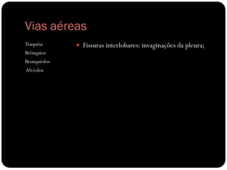 Vias aéreas
Traquéia
Brônquios
Bronquíolos
Alvéolos
 Fissuras interlobares: invaginações da pleura;
 
