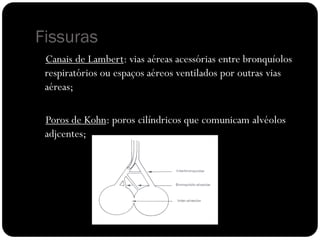 Fissuras
Canais de Lambert: vias aéreas acessórias entre bronquíolos
respiratórios ou espaços aéreos ventilados por outras vias
aéreas;
Poros de Kohn: poros cilíndricos que comunicam alvéolos
adjcentes;
 