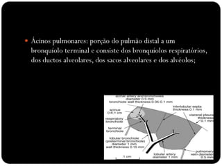  Ácinos pulmonares: porção do pulmão distal a um
bronquíolo terminal e consiste dos bronquíolos respiratórios,
dos ductos alveolares, dos sacos alveolares e dos alvéolos;
 