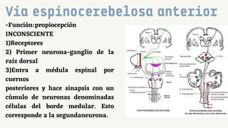 Via Inconsciente Vias ascendentes.pdf