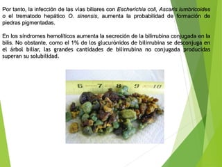 Por tanto, la infección de las vías biliares con Escherichia coli, Ascaris lumbricoides
o el trematodo hepático O. sinensi...