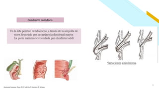 Anatomía y funcionamiento de las vías biliares | PPTX