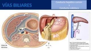 Comprehensive Anatomical Overview of the Biliary Tract and Gallbladder ...