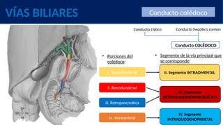 Comprehensive Anatomical Overview of the Biliary Tract and Gallbladder ...