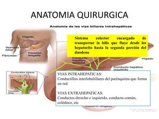 ANATOMIA QUIRURGICA
VIAS INTRAHEPATICAS:
Conductillos interlobulillares del parénquima que forma
un red
VIAS EXTRAHEPATICAS:
Conductos derecho e izquierdo, conducto común,
colédoco, etc
Sistema colector encargado de
transportar la bilis que fluye desde los
hepatocito hasta la segunda porción del
duodeno
 