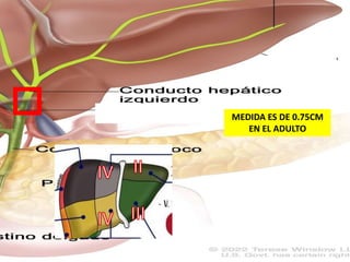 MEDIDA ES DE 0.75CM
EN EL ADULTO
 