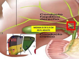 MEDIDA ES DE 0.9 CM
EN EL ADULTO
 