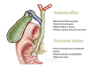 •Reservorio fibromuscular
•Tiene forma de pera
•Mide 8-10cm x 3-4cm
•Fondo, cuerpo, bolsa de Harmann
•Une la vesícula con el conducto
común
•Determinando el COLEDOCO
•Mide de 3-4cm
 