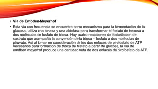 • Via de Embden-Meyerhof
• Esta via con frecuencia se encuentra como mecanismo para la fermentación de la
glucosa, utiliza una cinasa y una aldolasa para transformar el fosfato de hexosa a
dos moléculas de fosfato de triosa. Hay cuatro reacciones de fosforilacion de
sustrato que acompaña la conversión de la triosa – fosfato a dos moléculas de
piruvato. Así al tomar en consideración de los dos enlaces de pirofosfato de ATP
necesarios para formación de trioxa de fosfato a partir de glucosa, la vía de
emdben meyerhof produce una cantidad neta de dos enlaces de pirofosfato de ATP.
 