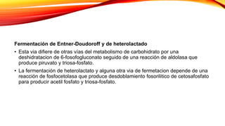 Fermentación de Entner-Doudoroff y de heterolactado
• Esta via difiere de otras vías del metabolismo de carbohidrato por una
deshidratacion de 6-fosofogluconato seguido de una reacción de aldolasa que
produce piruvato y triosa-fosfato.
• La fermentación de heterolactato y alguna otra via de fermetacion depende de una
reacción de fosfocetolasa que produce desdoblamiento fosorilitico de cetosafosfato
para producir acetil fosfato y triosa-fosfato.
 