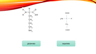 aspartatoglutamato
 