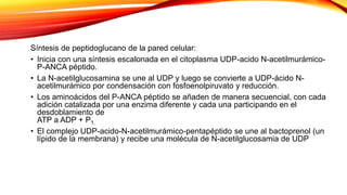 Síntesis de peptidoglucano de la pared celular:
• Inicia con una síntesis escalonada en el citoplasma UDP-acido N-acetilmurámico-
P-ANCA péptido.
• La N-acetilglucosamina se une al UDP y luego se convierte a UDP-ácido N-
acetilmurámico por condensación con fosfoenolpiruvato y reducción.
• Los aminoácidos del P-ANCA péptido se añaden de manera secuencial, con cada
adición catalizada por una enzima diferente y cada una participando en el
desdoblamiento de
ATP a ADP + P1.
• El complejo UDP-acido-N-acetilmurámico-pentapéptido se une al bactoprenol (un
lípido de la membrana) y recibe una molécula de N-acetilglucosamia de UDP
 