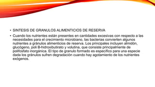 • SINTESIS DE GRANULOS ALIMENTICIOS DE RESERVA
• Cuando los nutrientes están presentes en cantidades excesivas con respecto a las
necesidades para el crecimiento microbiano, las bacterias convierten algunos
nutrientes a gránulos alimenticios de reserva. Los principales incluyen almidón,
glucógeno, poli B-hidroxibutirato y volutina, que consiste principalmente de
polifosfato inorgánica. El tipo de granulo formado es específico para una especie
dada los gránulos sufren degradación cuando hay agotamiento de los nutrientes
exógenos.
 