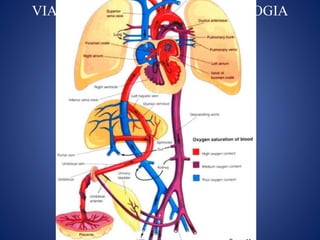 VIAS CENTRALES EN NEONATOLOGIA
 