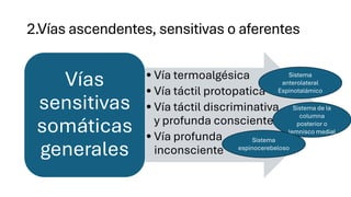 Via Inconsciente sistema nervioso vias de conduccion.pdf