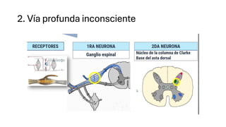 Via Inconsciente sistema nervioso vias de conduccion.pdf