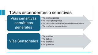 Via Inconsciente sistema nervioso vias de conduccion.pdf