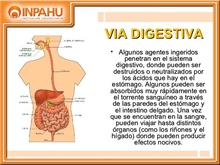 Vias de entrada y absorción de los agentes