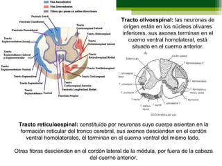 Tracto olivoespinal: las neuronas de
                                            orígen están en los núcleos olivares
                                           inferiores, sus axones terminan en el
                                              cuerno ventral homolateral, está
                                                situado en el cuerno anterior.




 Tracto reticuloespinal: constituído por neuronas cuyo cuerpo asientan en la
  formación reticular del tronco cerebral, sus axones descienden en el cordón
    ventral homolaterales, él terminan en el cuerno ventral del mismo lado.

Otras fibras descienden en el cordón lateral de la médula, por fuera de la cabeza
                               del cuerno anterior.
 