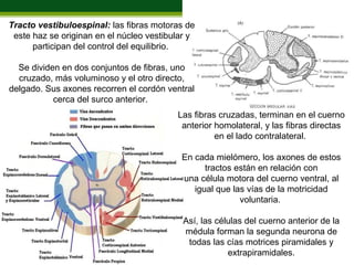 Tracto vestibuloespinal: las fibras motoras de
 este haz se originan en el núcleo vestibular y
      participan del control del equilibrio.

  Se dividen en dos conjuntos de fibras, uno
  cruzado, más voluminoso y el otro directo,
delgado. Sus axones recorren el cordón ventral
           cerca del surco anterior.
                                          Las fibras cruzadas, terminan en el cuerno
                                           anterior homolateral, y las fibras directas
                                                    en el lado contralateral.

                                           En cada mielómero, los axones de estos
                                                 tractos están en relación con
                                           una célula motora del cuerno ventral, al
                                              igual que las vías de la motricidad
                                                          voluntaria.

                                            Así, las células del cuerno anterior de la
                                            médula forman la segunda neurona de
                                             todas las cías motrices piramidales y
                                                        extrapiramidales.
 