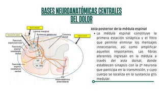 Vías ascendentes y descendentes del dolor. Semiología del dolor | PDF